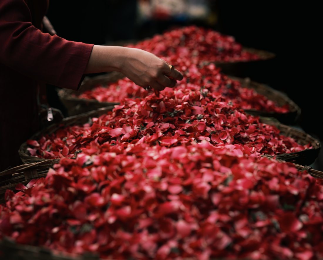 A hand scattering rose petals over heaps of petals