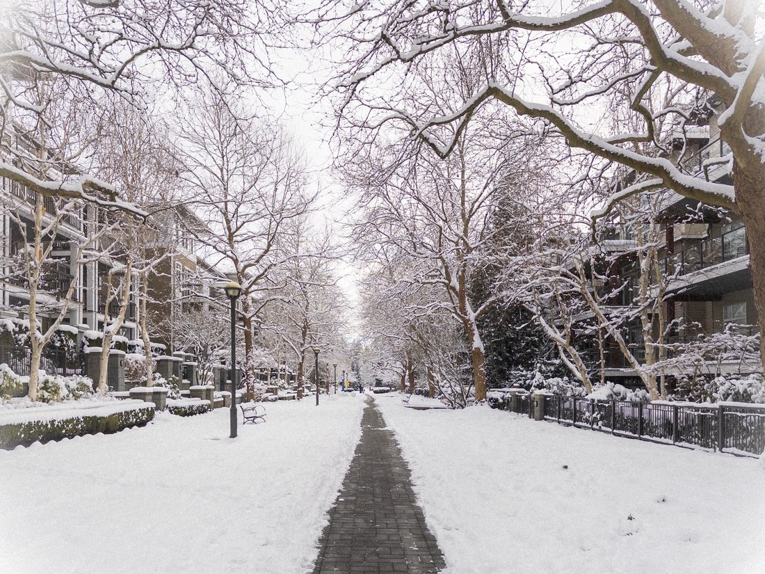 Tree-lined residential path under fresh snow